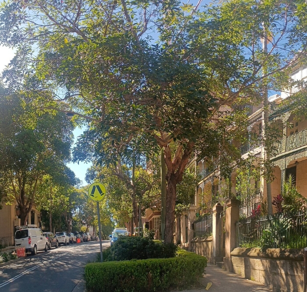 Commercial Buildings in Darlinghurst, NSW